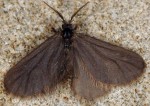 Apterona crenulella (I, F)