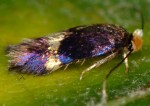 Bohemania quadrimaculella (I, G)