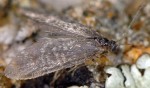 Dahlica caspari (I)