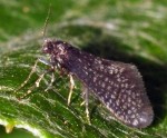 Dahlica cembrella (I)