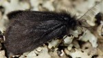 Epichnopterix montanella (I)