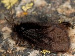 Epichnopterix pontbrillantella (I)