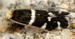 Eudarcia pagenstecherella (I, F)