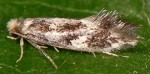 Lichenotinea maculata (I)