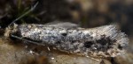 Niditinea striolella (I)