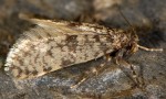 Pseudobankesia alpestrella (I)
