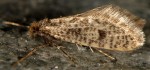 Pseudobankesia vernella (I, G)