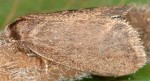 Psyche crassiorella (I, F)