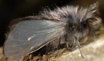 Ptilocephala pyrenaella (I, F)