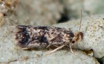 Simplimorpha promissa