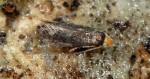 Stigmella alaternella (I, G)