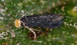 Stigmella cyrneorolandi