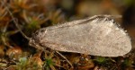 Taleporia politella (I)