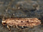 Xystrologa grenadella (I)