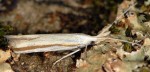 Coleophora caelebipennella (I, F, G)