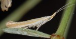 Coleophora genistae (I)
