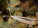 Coleophora meridionella (I)