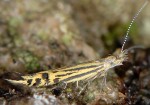 Goniodoma limoniella (I, F)