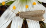 Metriotes lutarea (I)