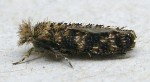 Ochsenheimeria taurella (I)