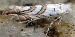 Phyllonorycter acericorsica (I)
