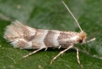 Phyllonorycter emberizaepenella (I)