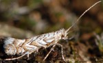 Phyllonorycter helianthemella (I)
