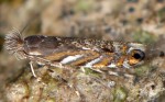 Phyllonorycter robiniella (I, M, C, P)