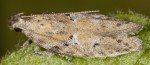 Cacochroa permixtella (I)