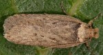 Depressaria discipunctella 66 1