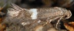 Elachista bisulcella (I)