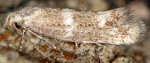 Elachista constitella (I, G)