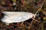 Elachista contisella (I)