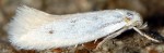 Elachista festucicolella (I, G)