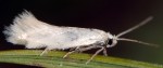 Elachista fuscibasella (I)