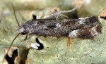 Elachista occidentalis (I)