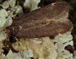 Aroga velocella (I)