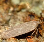 Bryotropha sattleri (I)