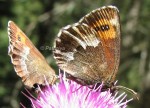Erebia euryale (I)