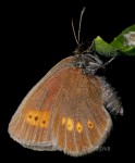 Erebia melampus (I)