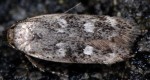Gelechia sestertiella (I, G)