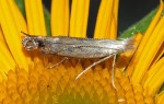 Isophrictis kefersteiniellus (I)