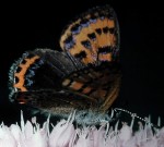Lycaena helle (I)