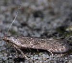 Monochroa hornigi (I, G)