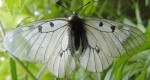 Parnassius mnemosyne (I)