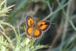 Pyronia cecilia (I)
