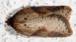 Acleris schalleriana 06 1