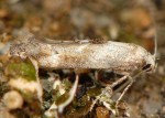 Epermenia iniquellus 06 1