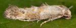 Epermenia pumila 06 1
