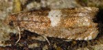 Epiblema inulivora